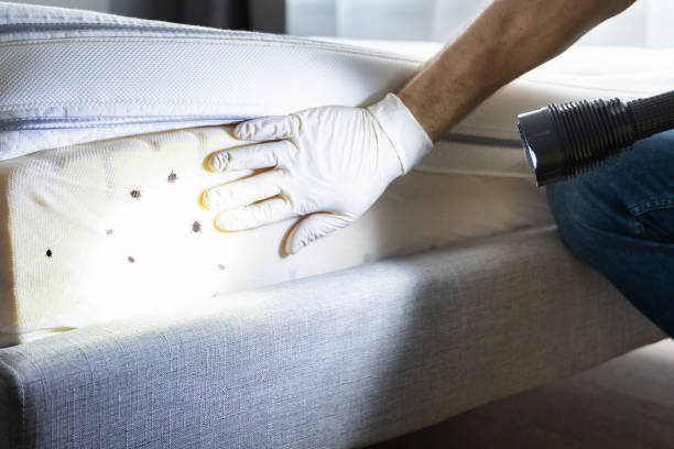 Best Bed Bug Extermination  in Capitol Heights, MD