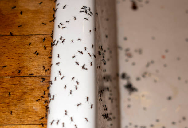 Best Pest Control Near Me in Capitol Heights, MD