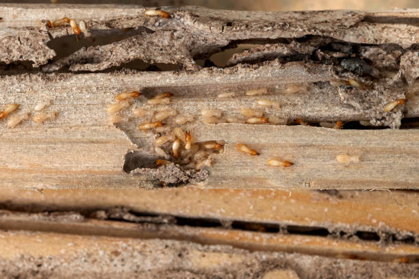 Best Affordable Pest Control Services  in Capitol Heights, MD